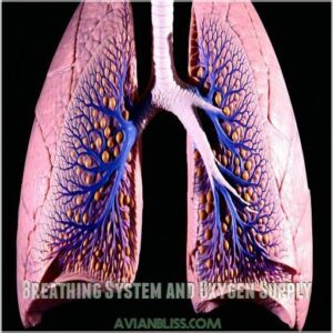 Breathing System and Oxygen Supply