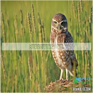 Burrowing Owl