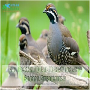 California Quail Behavior and Social Structure