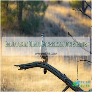 California Quail Conservation Status