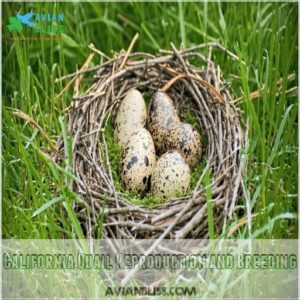 California Quail Reproduction and Breeding