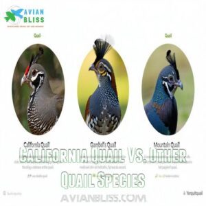 California Quail Vs. Other Quail Species