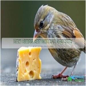 Can Birds Eat Cheese Safely