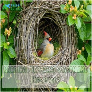 Cardinal Breeding Season and Life Cycle