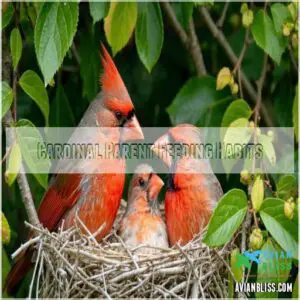 Cardinal Parent Feeding Habits