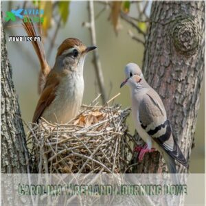 Carolina Wren and Mourning Dove