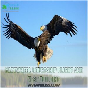 Cartwheel Courtship Flight and Nest Building