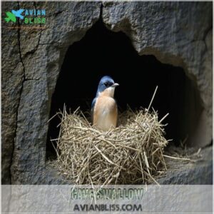 Cave Swallow