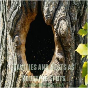 Cavities and Nests as Roosting Spots