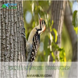 Central California Woodpeckers