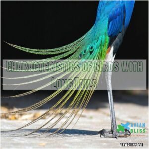 Characteristics of Birds With Long Tails