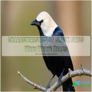 Characteristics of Black Birds With White Heads