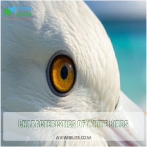 Characteristics of White Birds