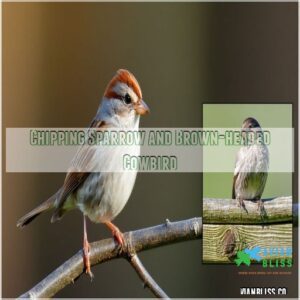 Chipping Sparrow and Brown-headed Cowbird