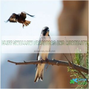 Cliff Swallow Predators and Mortality