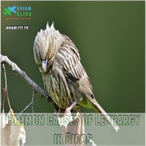 Common Causes of Lethargy in Birds