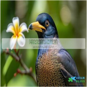 Common Myna