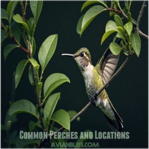 Common Perches and Locations