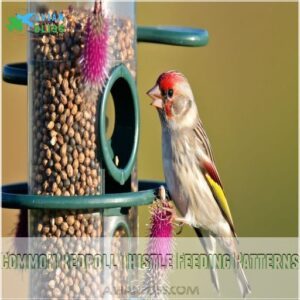 Common Redpoll Thistle Feeding Patterns