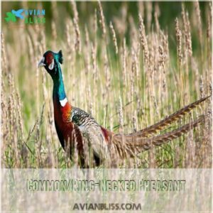 Common/Ring-Necked Pheasant