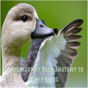 Comparison of Duck Anatomy to Other Birds