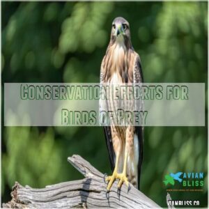 Conservation Efforts for Birds of Prey