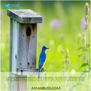 Conservation Efforts for Bluebirds