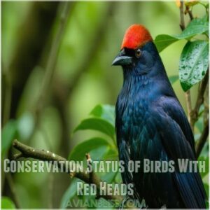 Conservation Status of Birds With Red Heads