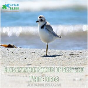 Conservation Status of Grey and White Birds