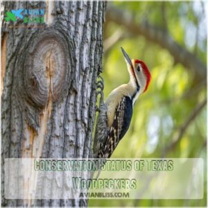 Conservation Status of Texas Woodpeckers