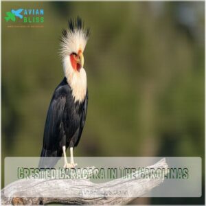 Crested Caracara in The Carolinas