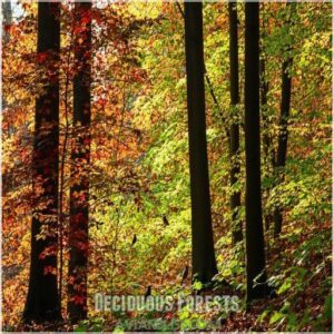 Deciduous Forests