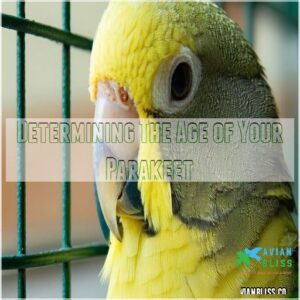 Determining The Age of Your Parakeet