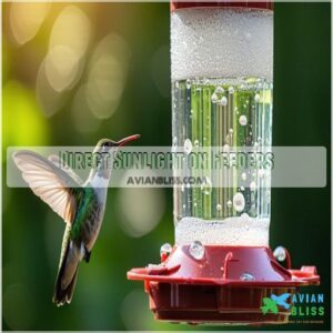 Direct Sunlight on Feeders