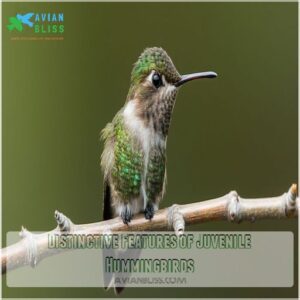 Distinctive Features of Juvenile Hummingbirds