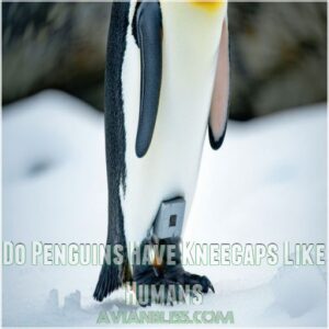 Do Penguins Have Kneecaps Like Humans