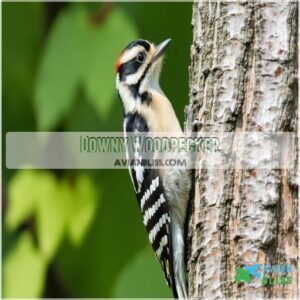 Downy Woodpecker