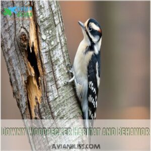 Downy Woodpecker Habitat and Behavior