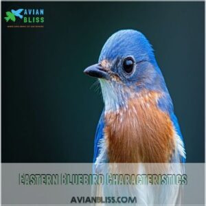 Eastern Bluebird Characteristics