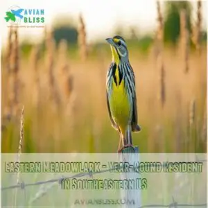 Eastern Meadowlark - Year-Round Resident in Southeastern US