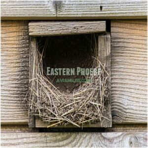 Eastern Phoebe