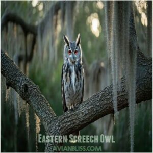 Eastern Screech Owl