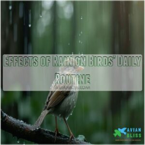 Effects of Rain on Birds’ Daily Routine