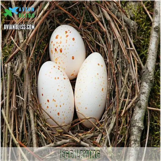 Chickadee Nests Facts Habits And Tips For Attracting Them