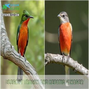 Elegant Trogon and Hepatic Tanager