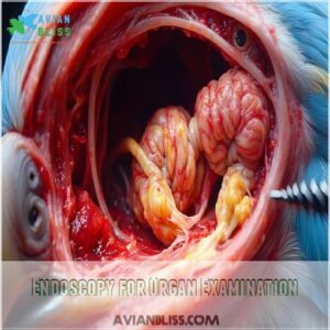 Endoscopy for Organ Examination