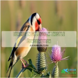 European Goldfinch Thistle Consumption