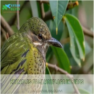 Examples of Camouflage in Birds