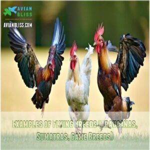 Examples of Flying Breeds (Araucanas, Sumatras, Game Breeds)