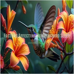 Factors Affecting Hummingbird Sleep